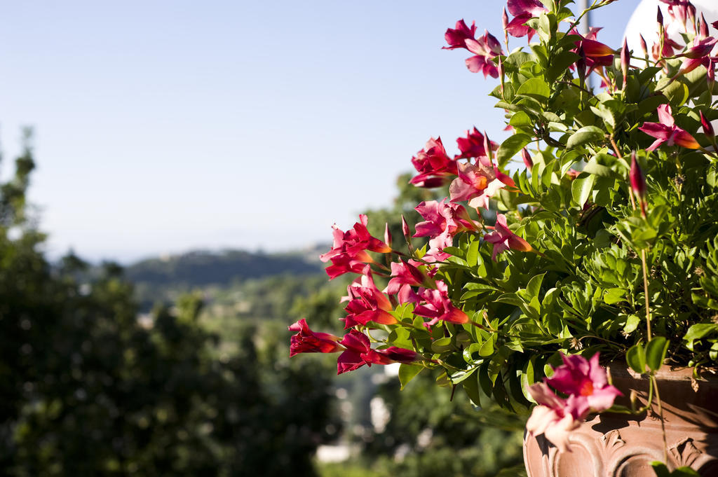 Hotel Poggio Del Sole Forio di Ischia Eksteriør billede