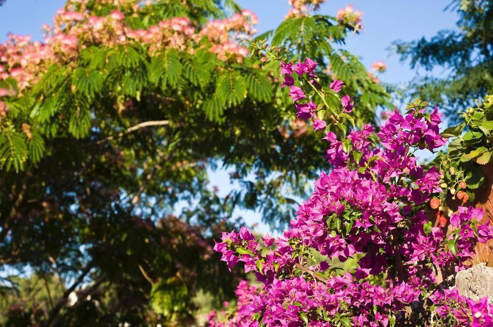 Hotel Poggio Del Sole Forio di Ischia Eksteriør billede
